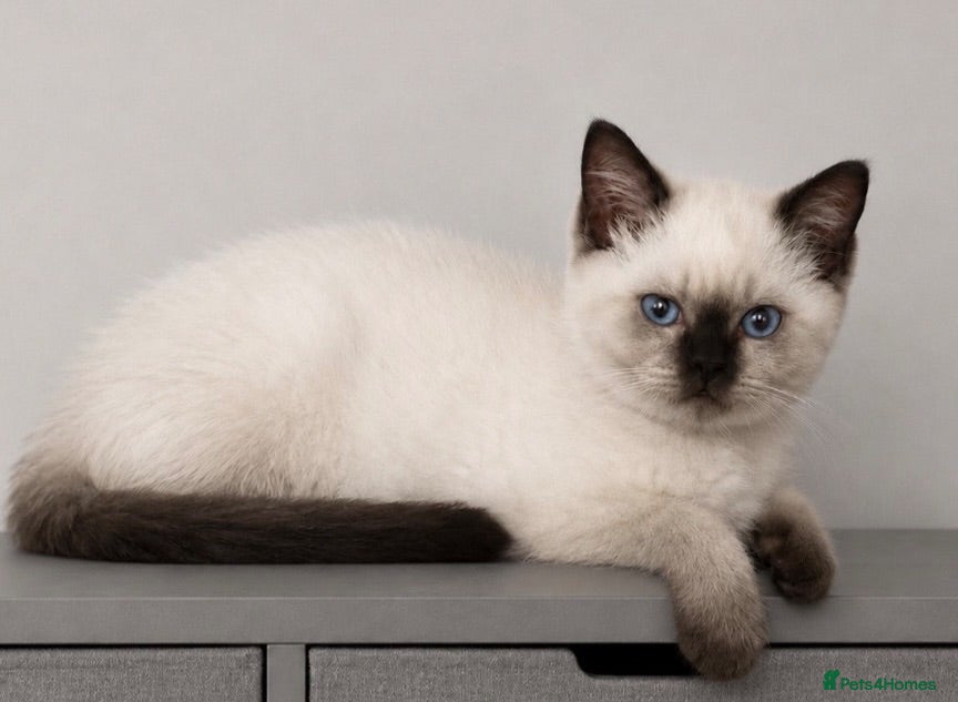 British Shorthair cats British shorthair kittens  - Advert 2