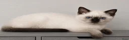 British Shorthair cats for sale: British shorthair kittens ready to leave. - Advert 3