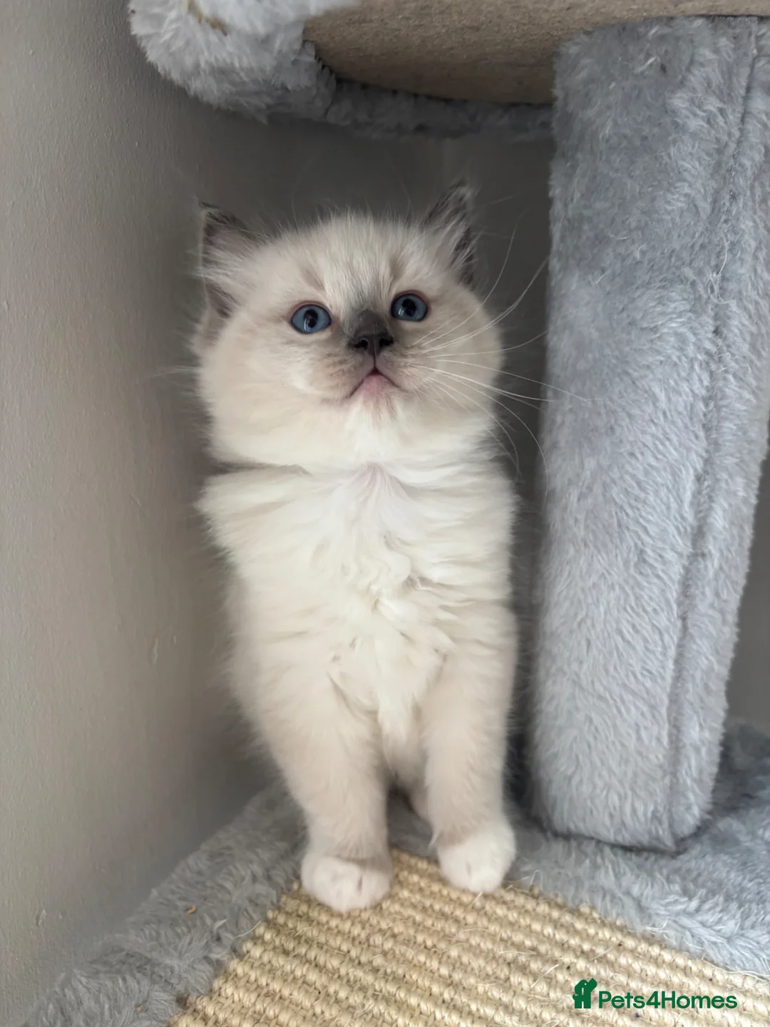 Ragdoll cats for sale: AMAZING PEDIGREE RAGDOLL KITTENS  - Advert 20