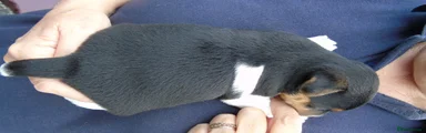 Jack Russell 1