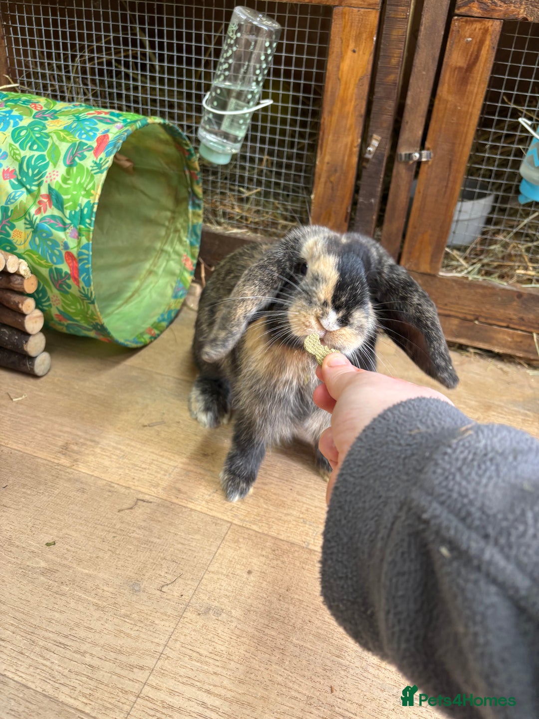 Mini Lop rabbits for sale: Female bunny - Advert 1