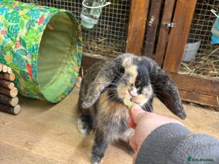 Mini Lop rabbits Female bunny - Advert 15