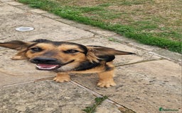 Mixed Breed dogs for sale: 10 month old  Frank, Our GSDxSpringer Spaniel - Image 5
