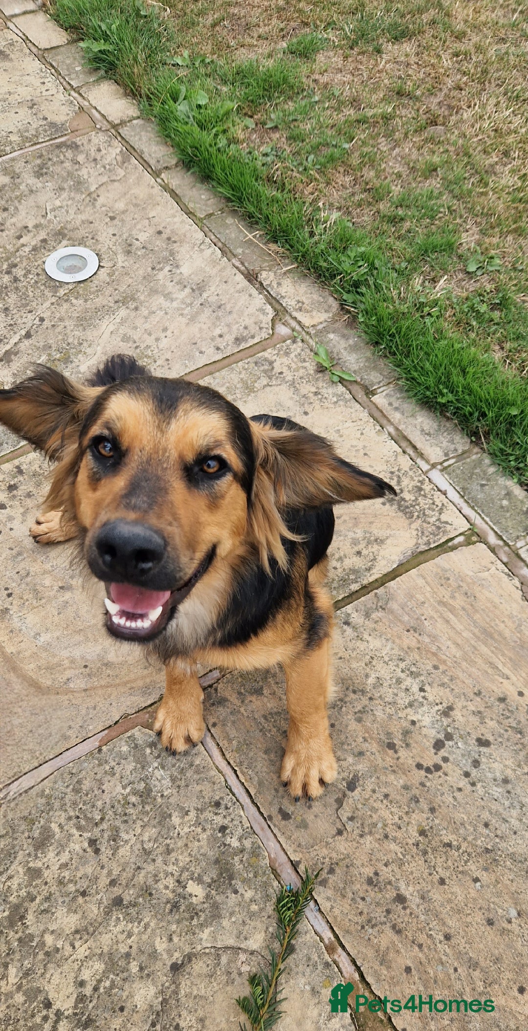 Mixed Breed dogs for sale: 10 month old  Frank, Our GSDxSpringer Spaniel - Image 5