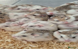 Hamster rodents for sale: Roborovski hamsters - Image 2