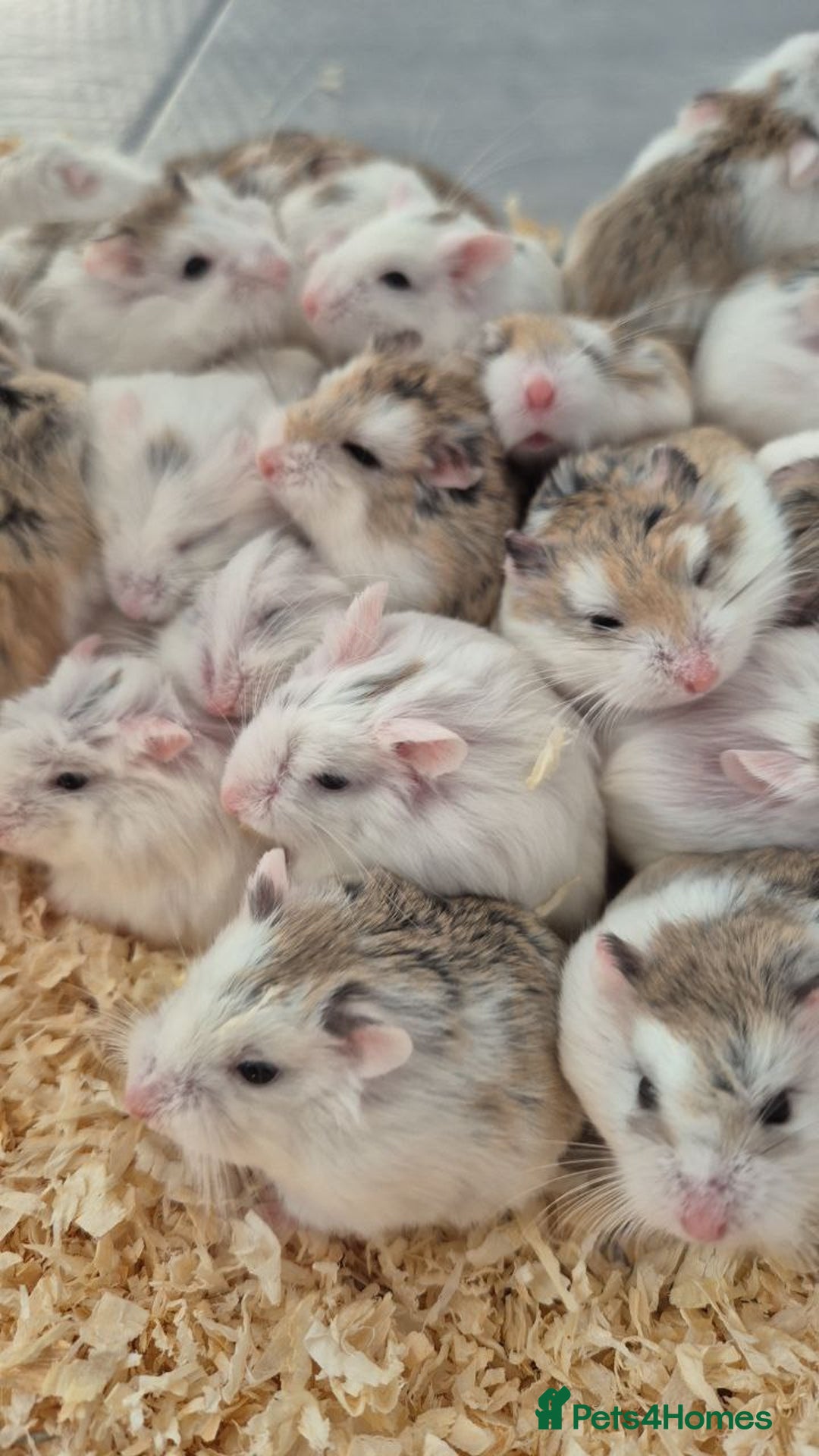 Hamster rodents for sale: Roborovski hamsters - Image 2