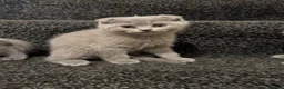 Scottish Fold cats for sale: Four Gorgeous Scottish Fold kittens READY NOW in Reading - Advert 9