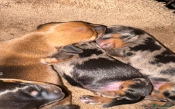 Miniature Dachshund dogs for sale: Miniature Dachshound puppies  - Image 8