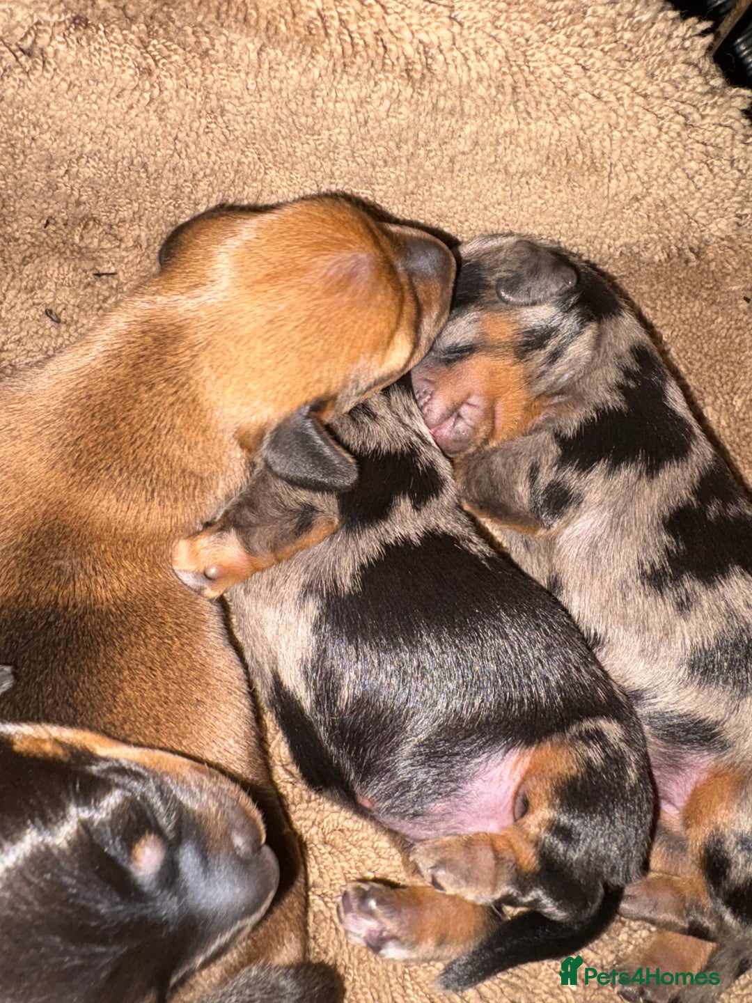 Miniature Dachshund dogs for sale: Miniature Dachshound puppies  - Image 8