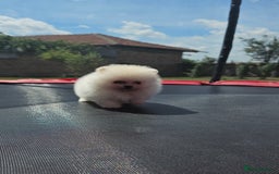Pomeranian dogs for sale: Adorable Pomeranian Boy Puppy for Sale! - Image 2