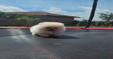 Pomeranian dogs - Advert 15