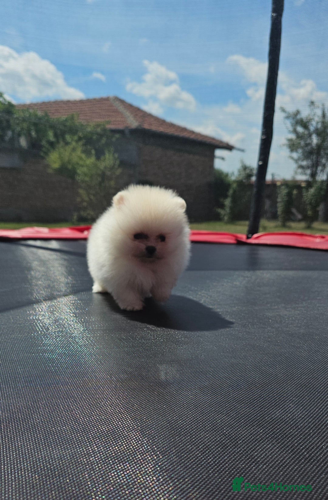 Pomeranian dogs for sale: Adorable Pomeranian Boy Puppy for Sale! - Image 2