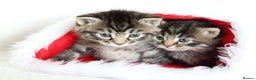 Mixed Breed cats for sale: Beautiful Kittens - Advert 2