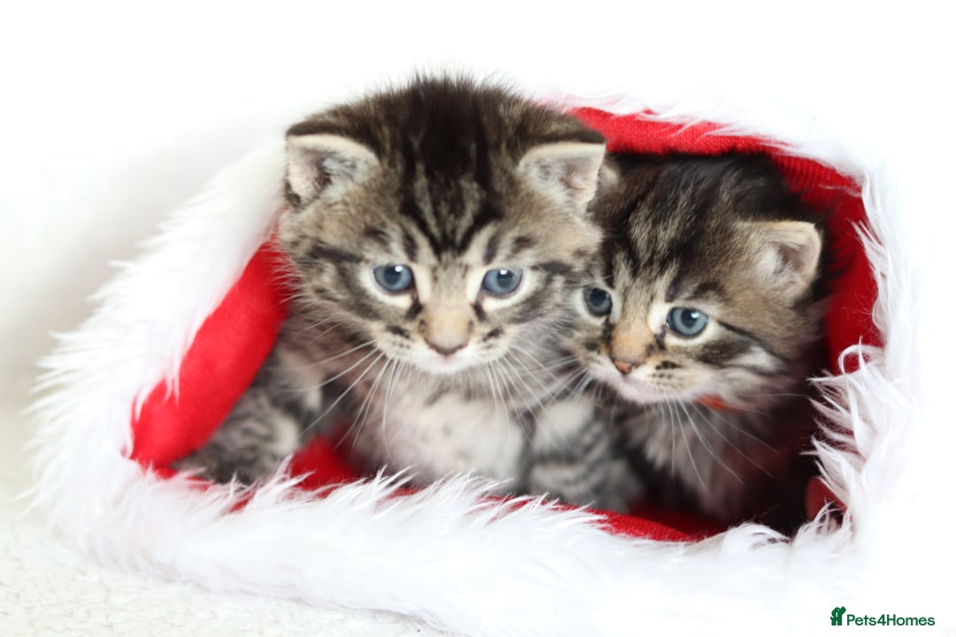 Mixed Breed cats for sale: Beautiful Kittens - Advert 2