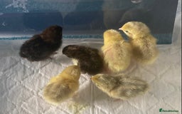 Quail poultry for sale: Beautiful Button Quail Chicks (CPQ, King) - Image 5