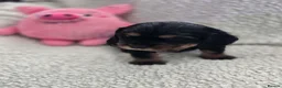 Cocker Spaniel dogs for sale: BEAUTIFUL COCKER SPANIEL PUPS - Advert 14