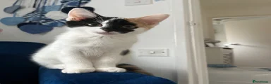 Bagel