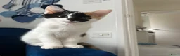 Domestic Shorthair cats for sale: Selling domestic kittens (calico kittens) in Livingston - Advert 2