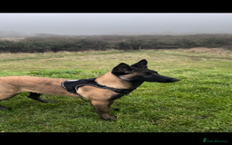 Belgian Shepherd Dog dogs for sale: For sale Belgian Malinios  - Image 3