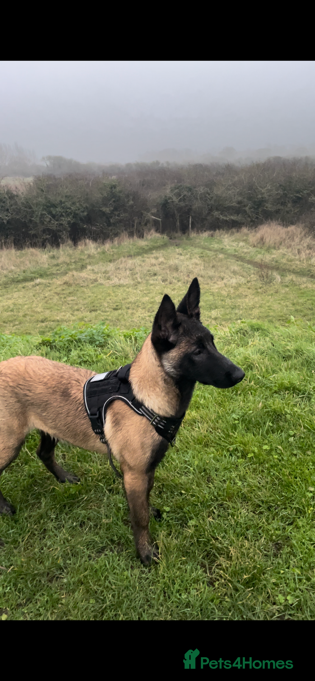 Belgian Shepherd Dog dogs for sale: For sale Belgian Malinios  - Image 3