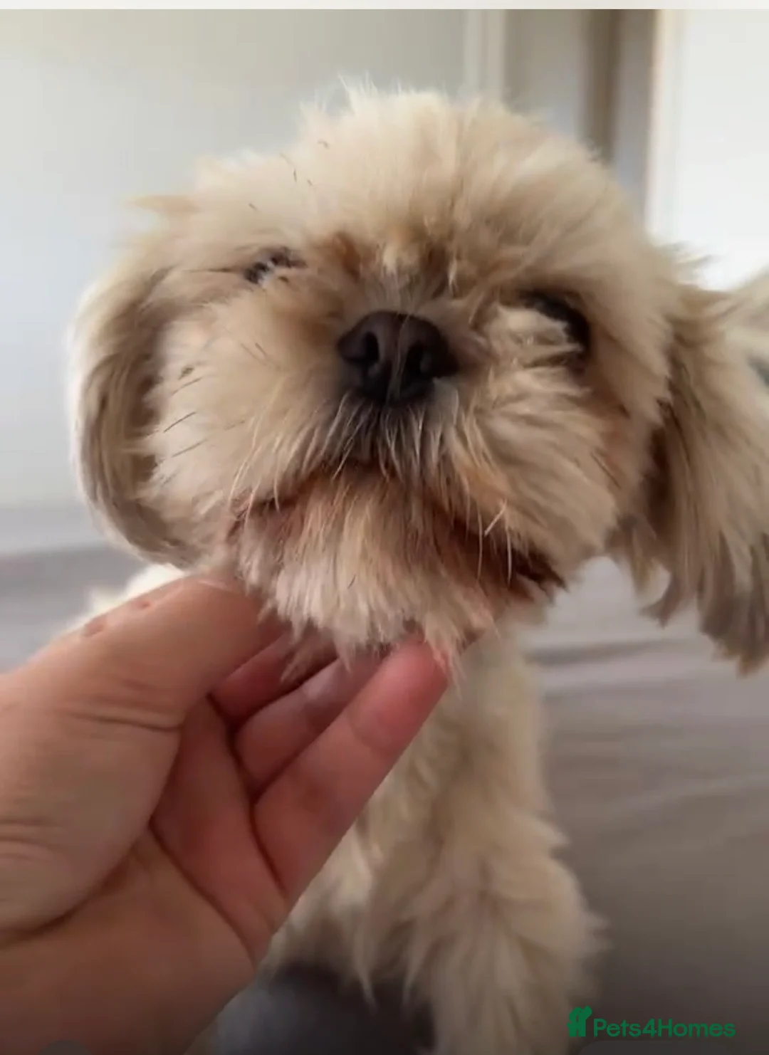 Shih Tzu dogs for sale: Imperial Shihtzu  - Advert 2
