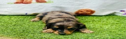 Miniature Dachshund dogs for sale: Long haired miniature dachshund girls - Advert 5