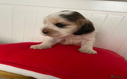Cocker Spaniel dogs for sale: Show cocker spaniel puppies viewings this weekend! - Image 2