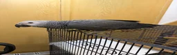 Parrots birds for sale: Hand Reared baby African grey - Advert 1