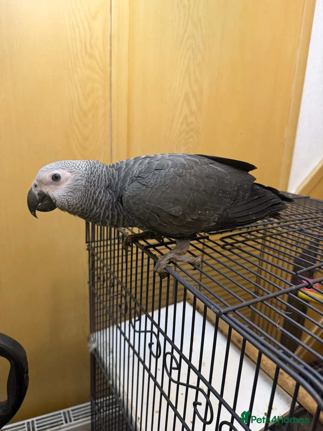 Parrots birds for sale: Hand Reared baby African grey - Advert 1