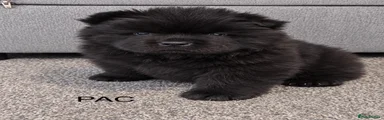 Pac