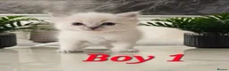 Ragdoll cats for sale: 🤍Pure Ragdoll Blue Point & Lynx Kittens Available - Advert 8