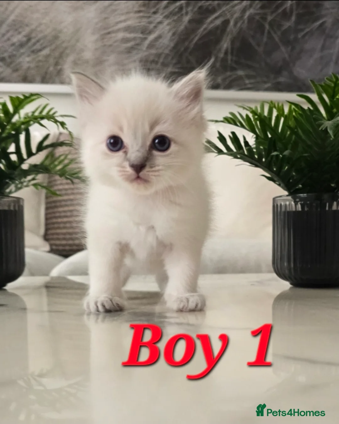 Ragdoll cats for sale: 🤍Pure Ragdoll Blue Point & Lynx Kittens Available - Advert 8
