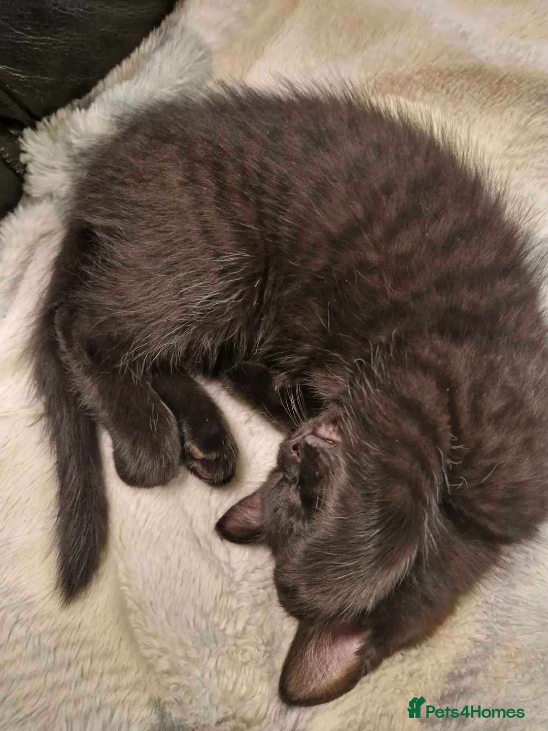 Mixed Breed cats for sale: Turkish angora x Main coon kittens ready now - Advert 1