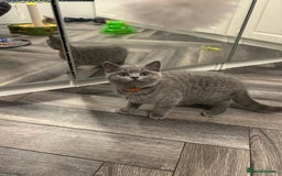 British Shorthair cats for sale: BSH Kittens 🧡🩷❤️💜💛💖 - Image 5