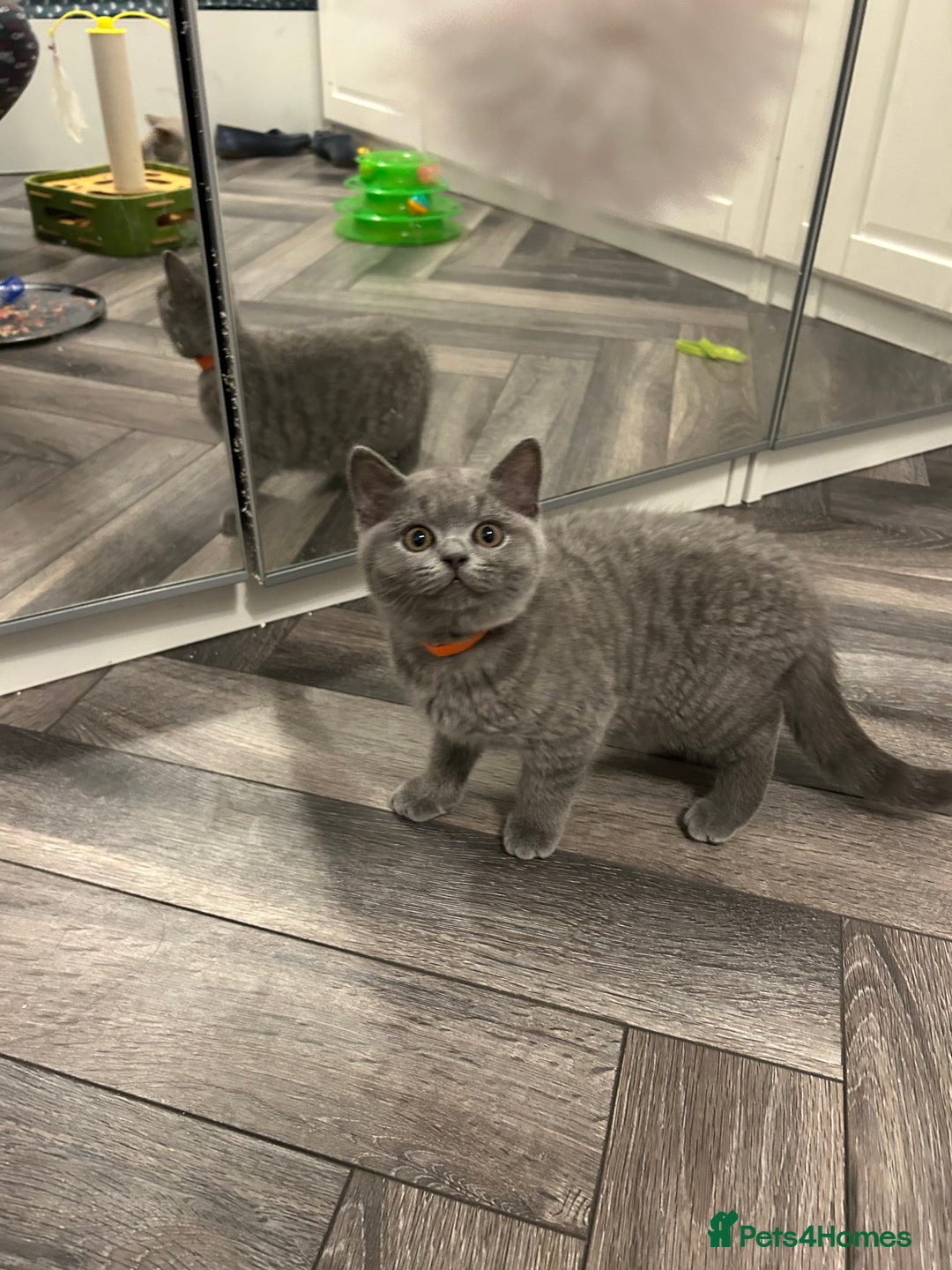 British Shorthair cats for sale: BSH Kittens 🧡🩷❤️💜💛💖 - Image 5
