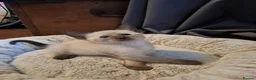 Siamese cats for sale: Siamese mix in Bedford - Advert 3