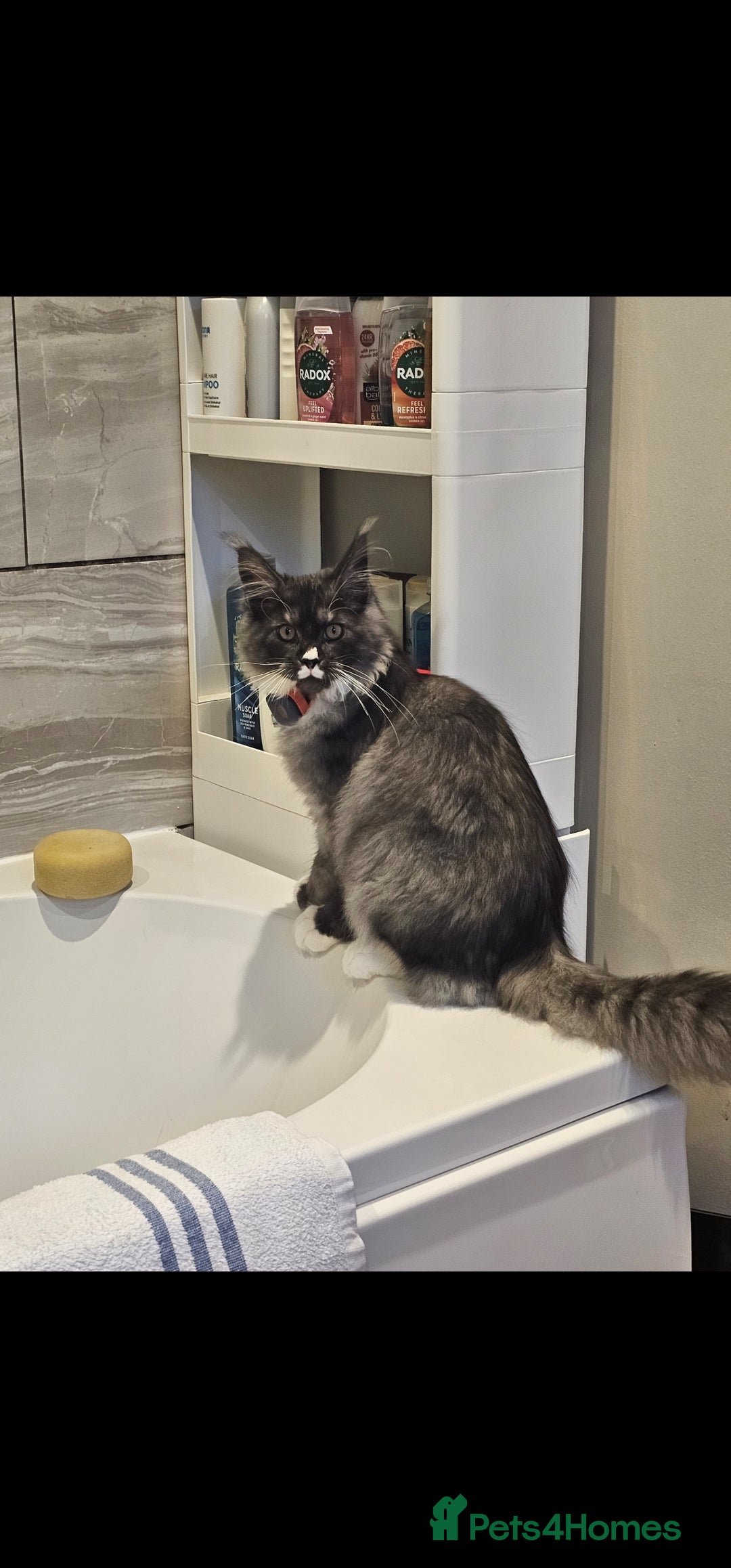 Maine Coon cats for sale: Purebred Maine Coon - Advert 1