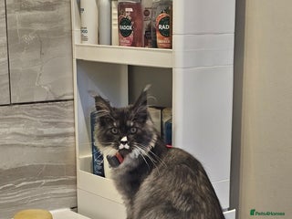 Maine Coon cats Purebred Maine Coon - Advert 1