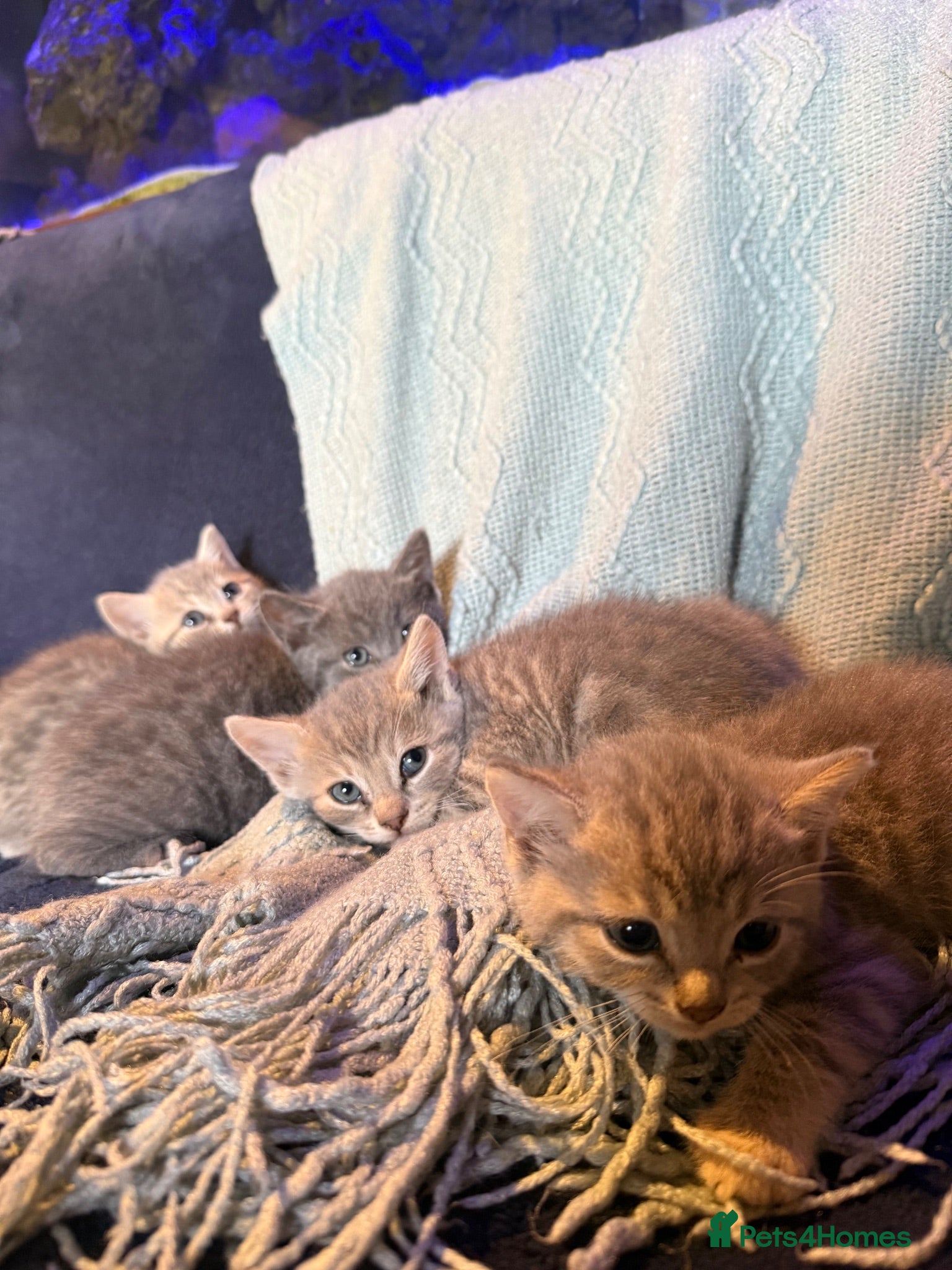 Bengal cats Blue Bengal cross Blue British Short Hair Kittens - Advert 2