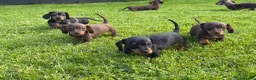Miniature Dachshund dogs for sale: Gorgeous KC registered Miniature Dachshunds   - Advert 16