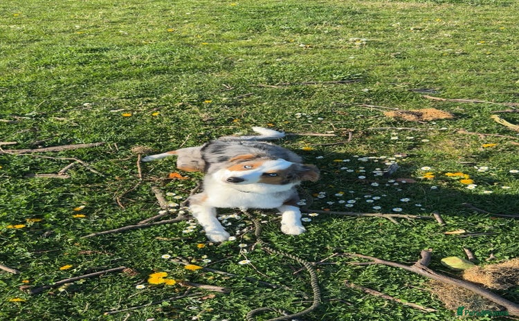 Australian Shepherd dogs - Advert 1