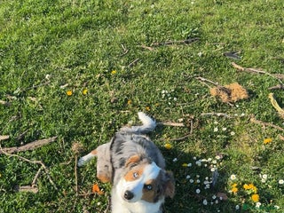 Australian Shepherd dogs - Advert 1