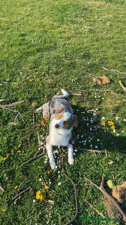 Australian Shepherd dogs - Advert 1