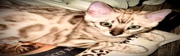 Bengal cats for sale: Tica registered beautiful kittens - Advert 4