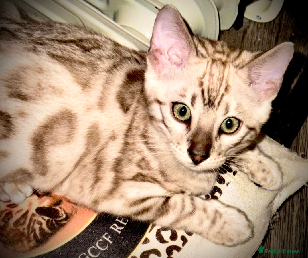 Bengal cats for sale: Tica registered beautiful kittens - Advert 4