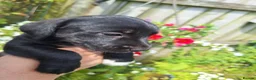 Mixed Breed dogs for sale: Beddy/jacks  in Girvan - Advert 20