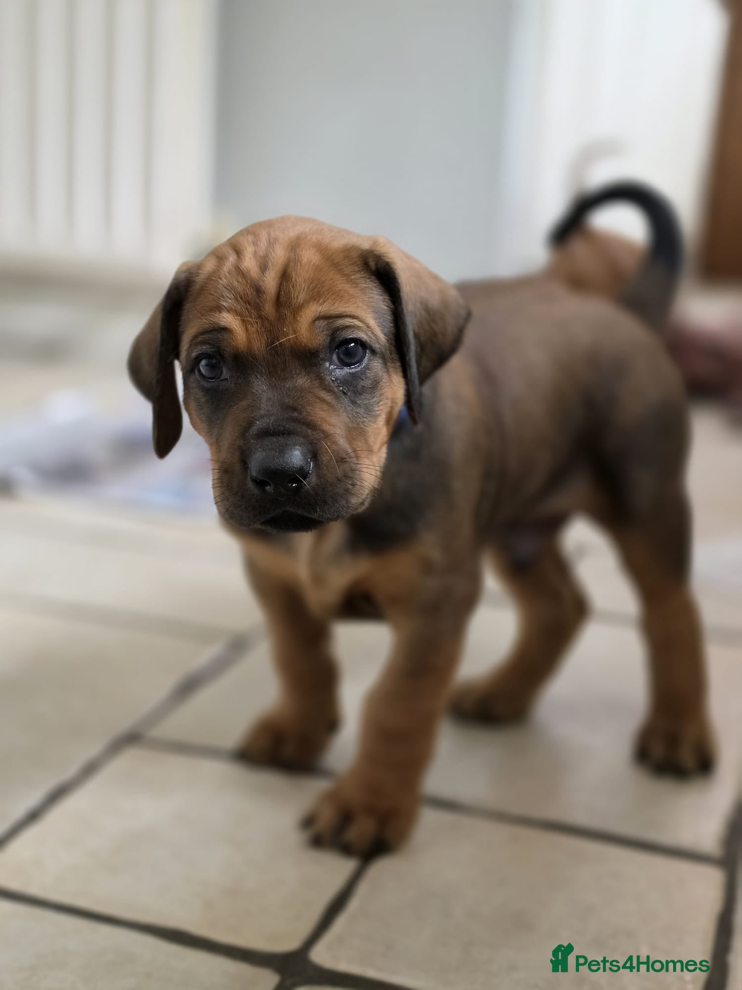 Rhodesian Ridgeback dogs KC Registered Rhodesian Ridgeback Puppies - Advert 4