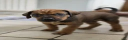 Rhodesian Ridgeback dogs for sale: KC Registered Rhodesian Ridgeback Puppies in Walsall - Advert 1