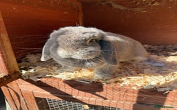 Mini Lop rabbits for sale: Beautiful mini lop doe - Image 6