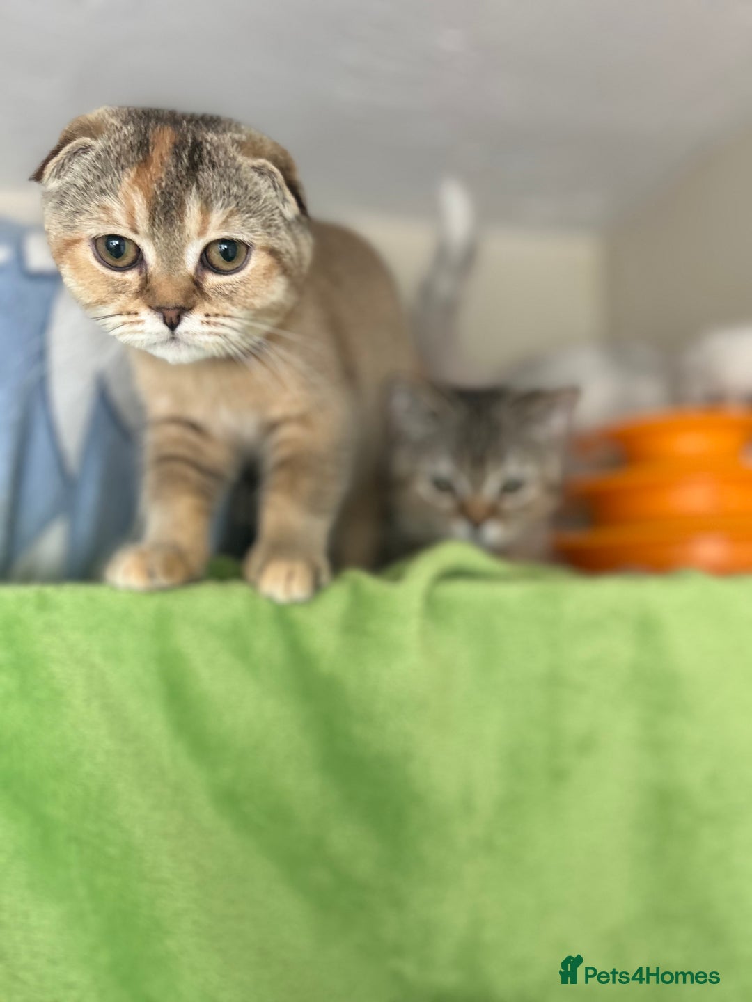 Scottish Fold cats for sale: Beautiful kittens just for you - Image 15